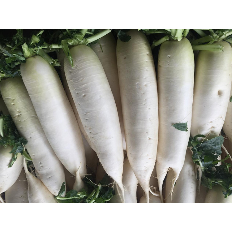Khám phá giá trị dinh dưỡng của Củ cải tươi New Crop giúp tăng cường miễn dịch và ức chế sự phát triển của tế bào ung thư